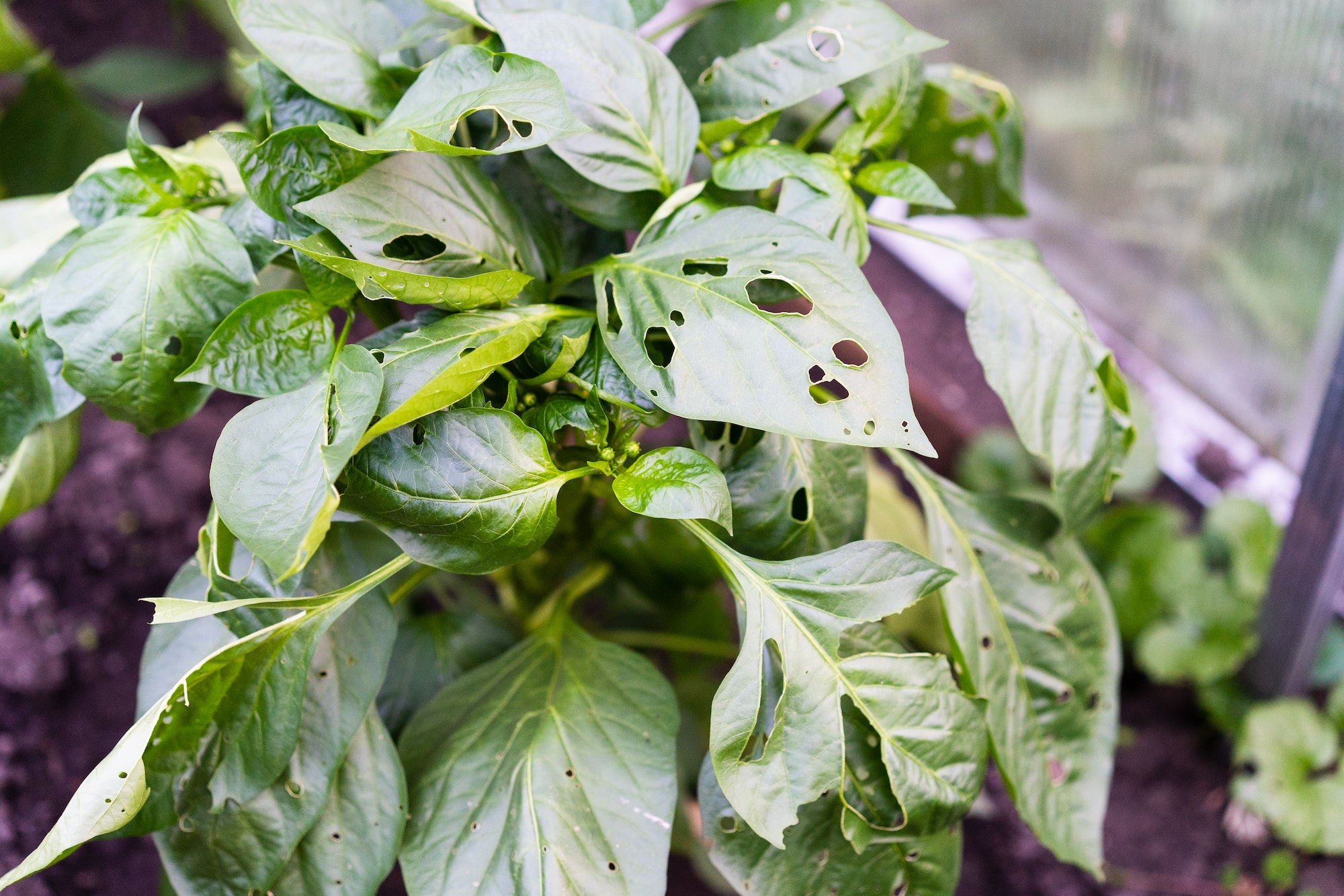 Pest-eaten bell pepper leaves in the greenhouse, pests vegetable tops slugs, pest control