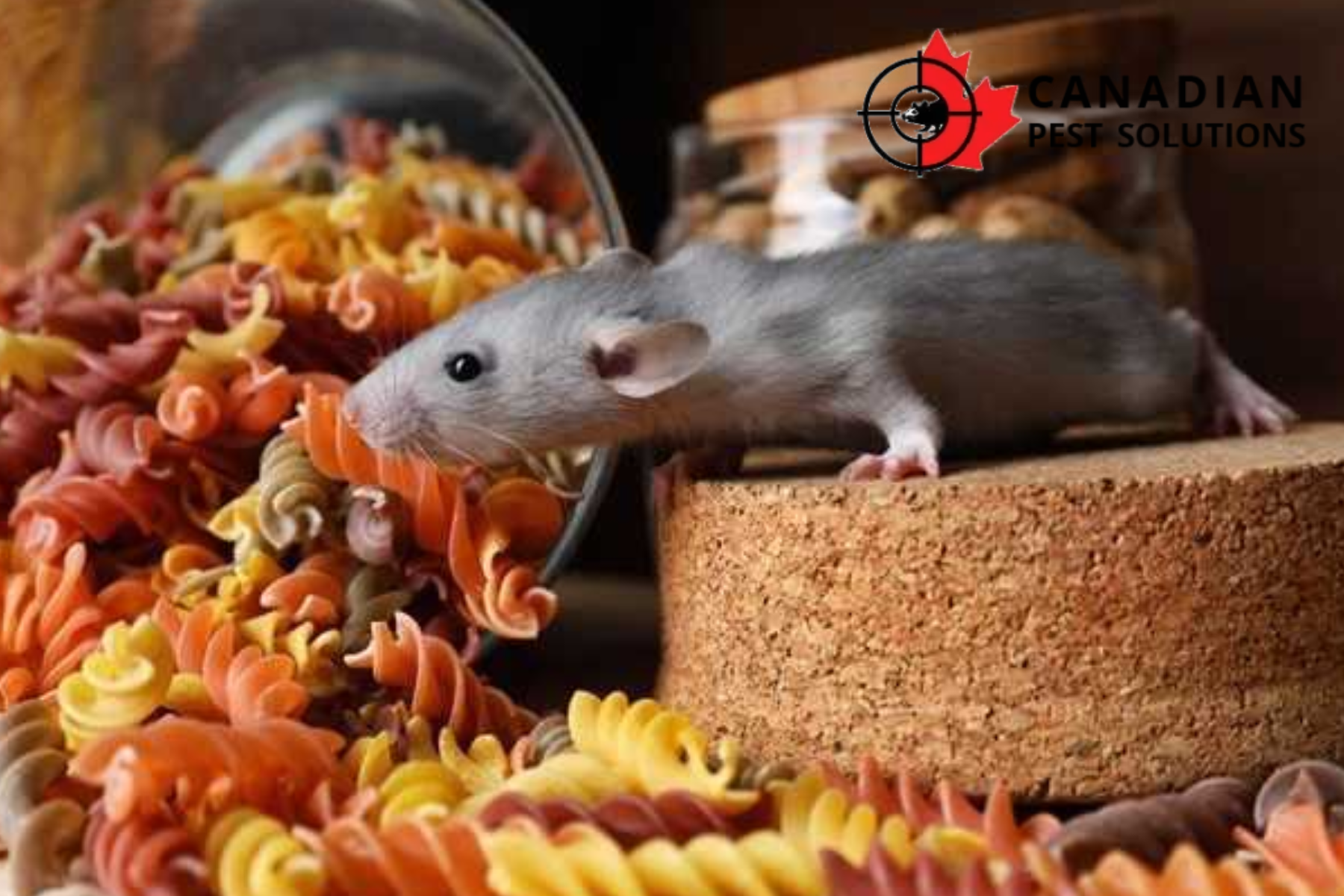 rodent