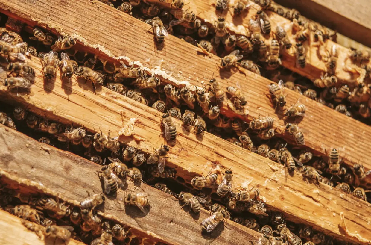 Canadian Pests Solutions