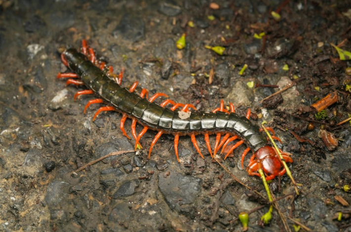 Centipedes