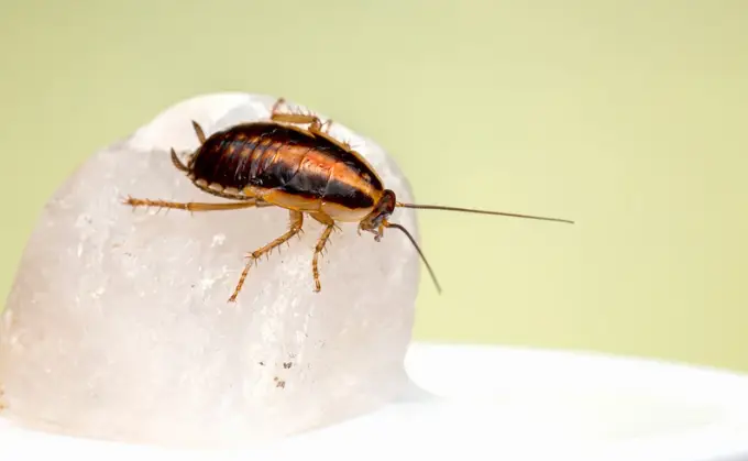 Best pest control near me
