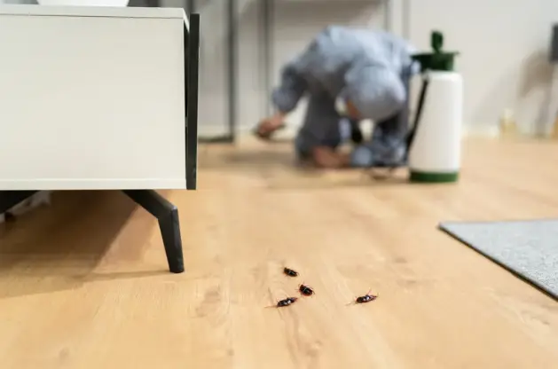 solutions pest control