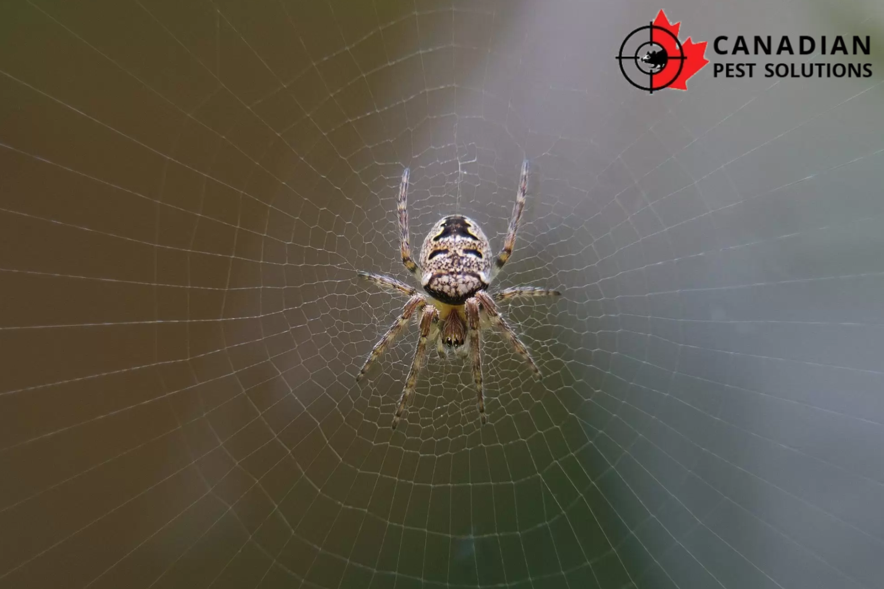 spider