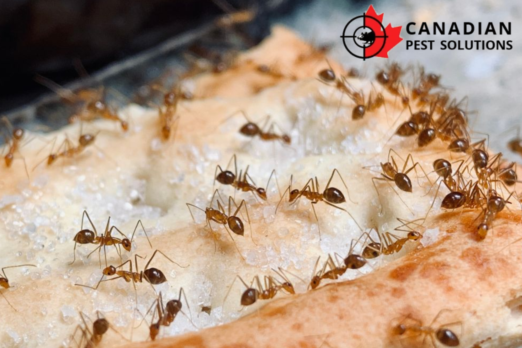 ant