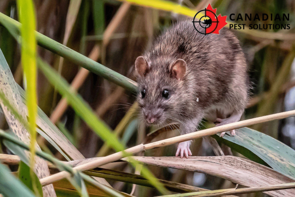 rodent