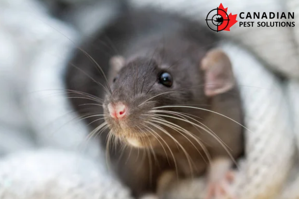 rodent