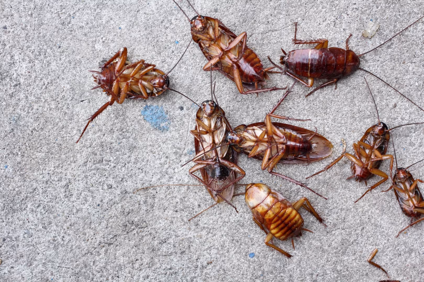 exterminator st clair beach on