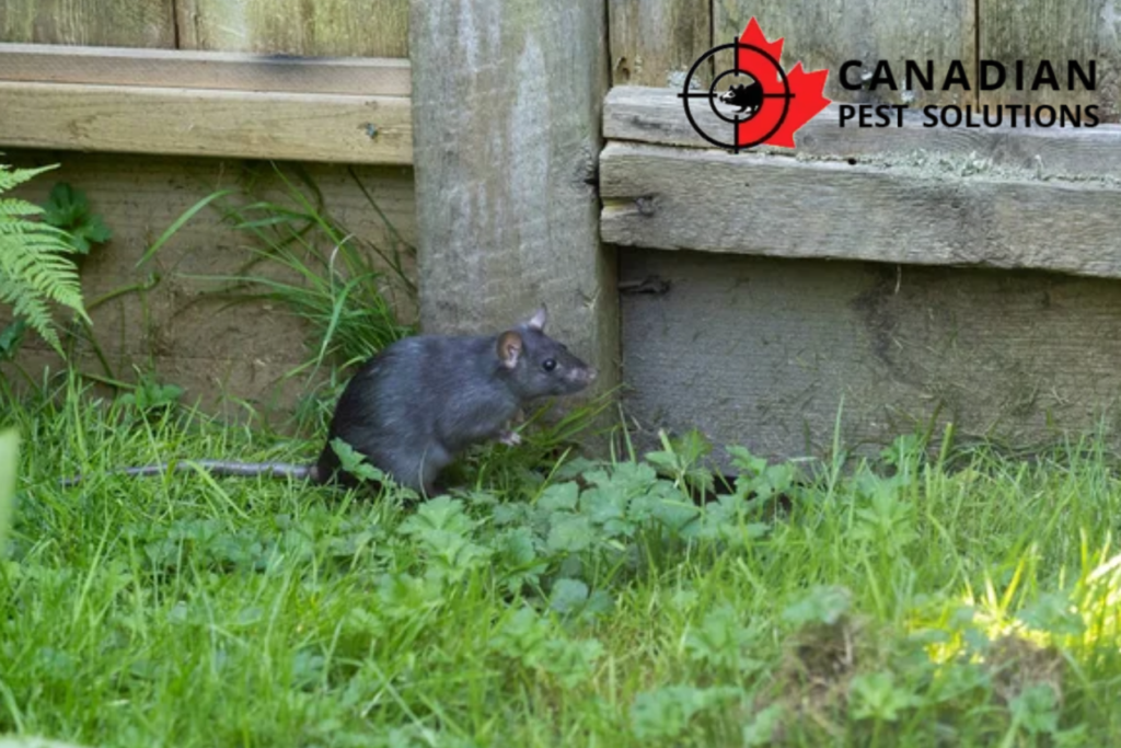 rat