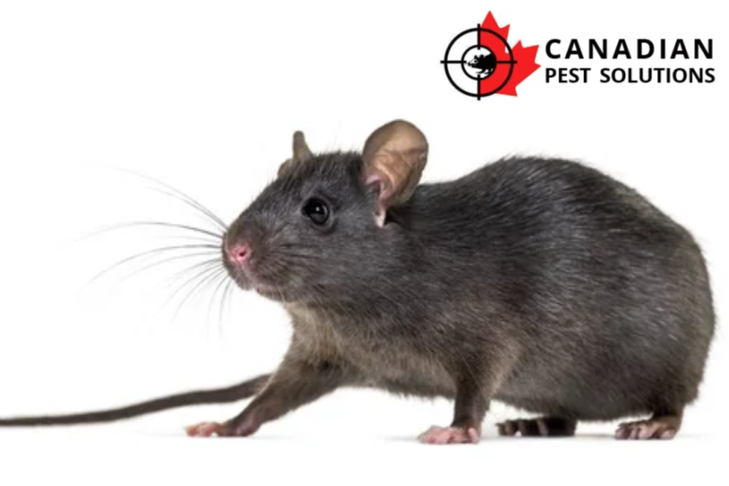 rodent