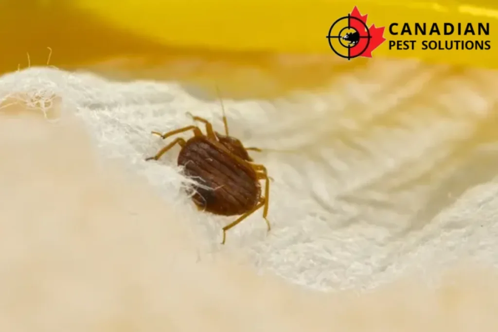 bed bug