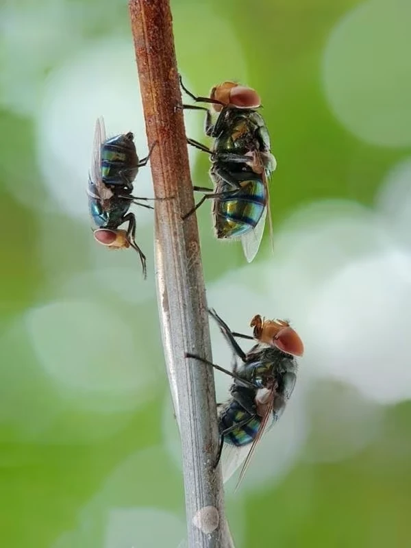 Pest Control London