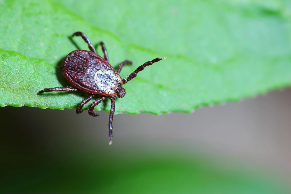 Tick