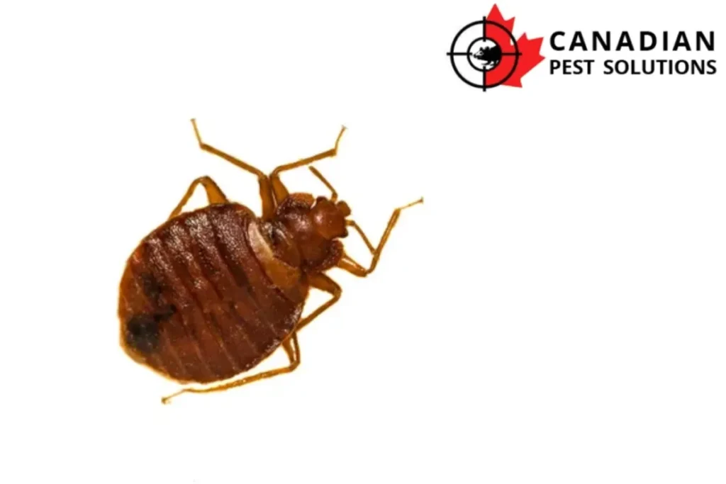 bed bug