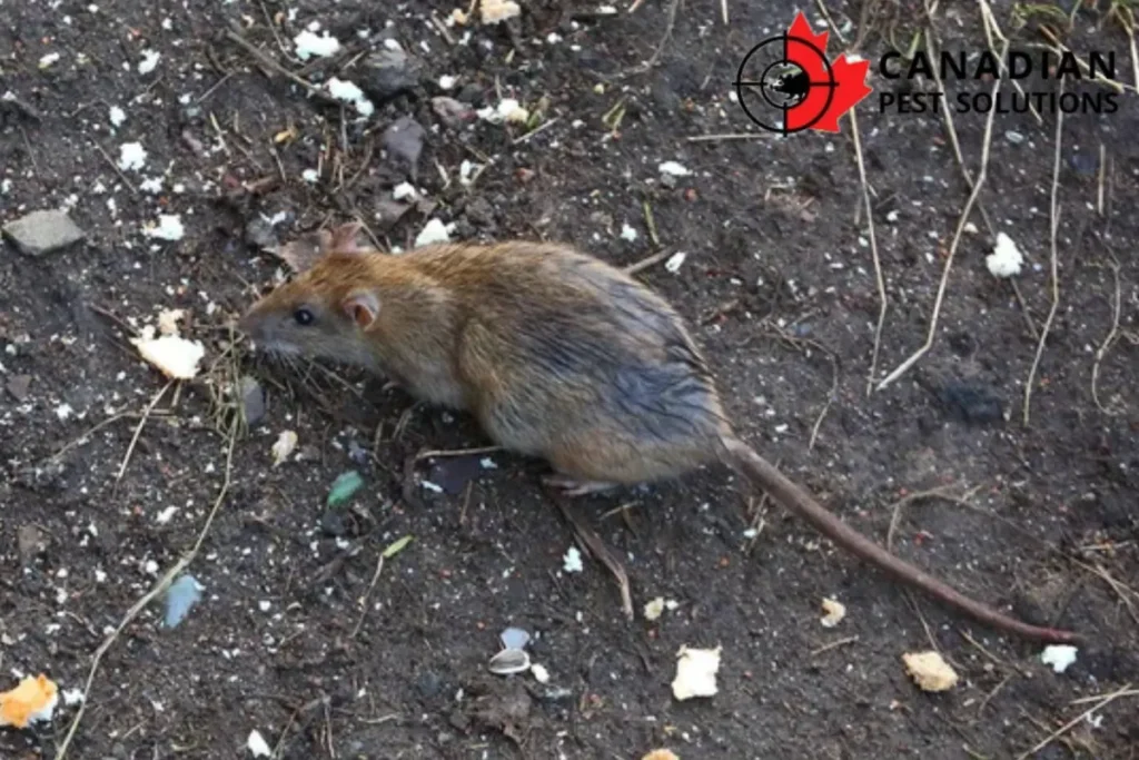  rat on the ground