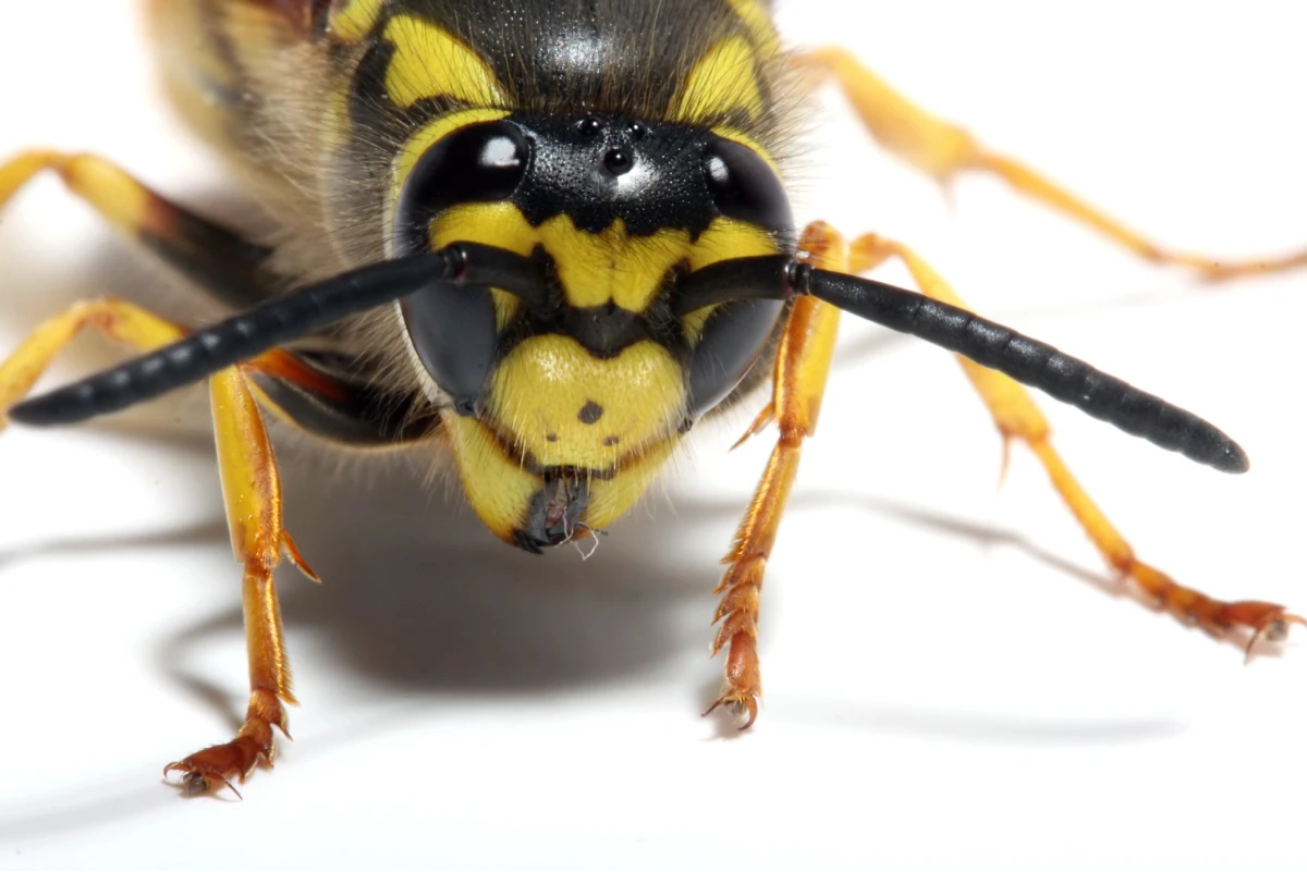 Yellow Jackets