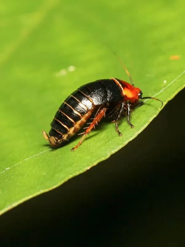 Exterminator Dresden ON