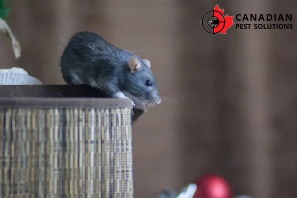 mouse