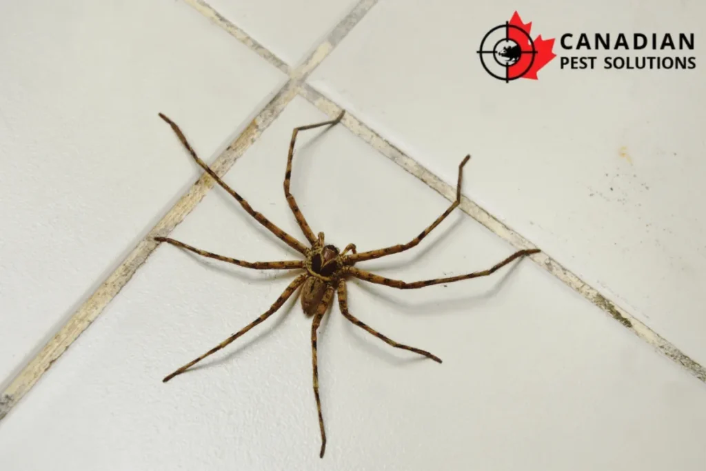 spider on the floor