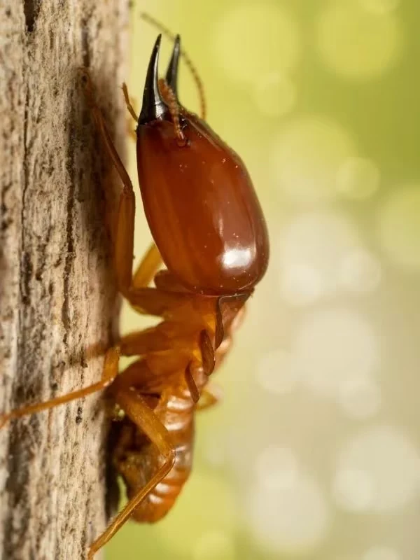 Exterminator in Chatham-Kent ON
