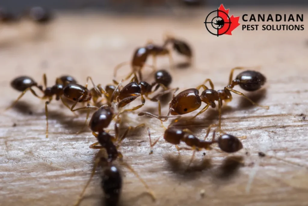 ants colony