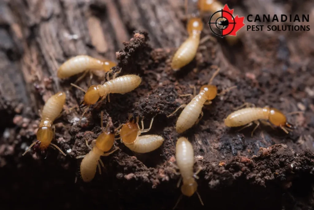 termites